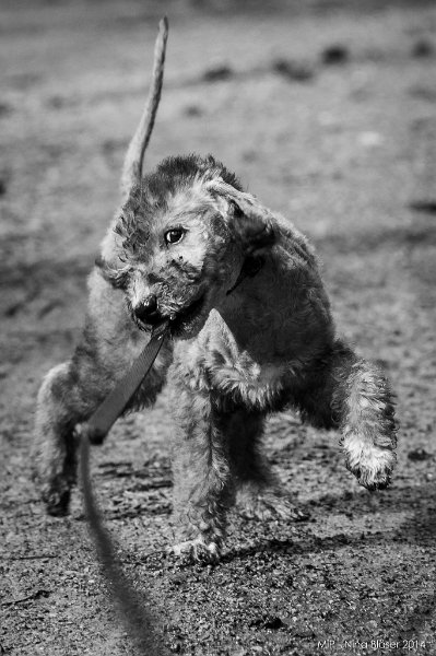 2014-07-13 Cherry etc. Spaziergang-7733.jpg - 11 Wochen / 11 weeks